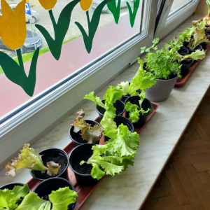 Ogródek na parapecie wykonany przez uczniów z klasy 5b