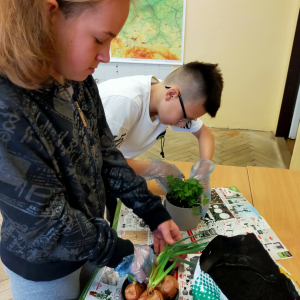 Uczniowie z klasy 5b sadzą pietruszkę i cebule na cybuszki