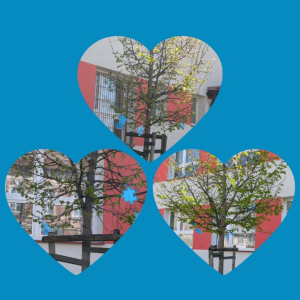 Drzewo klasy 1a z niebieskimi puzzlami - kolaż zdjęć